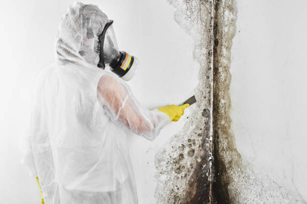 Best Fast Mold Removal  in Katonah, NY
