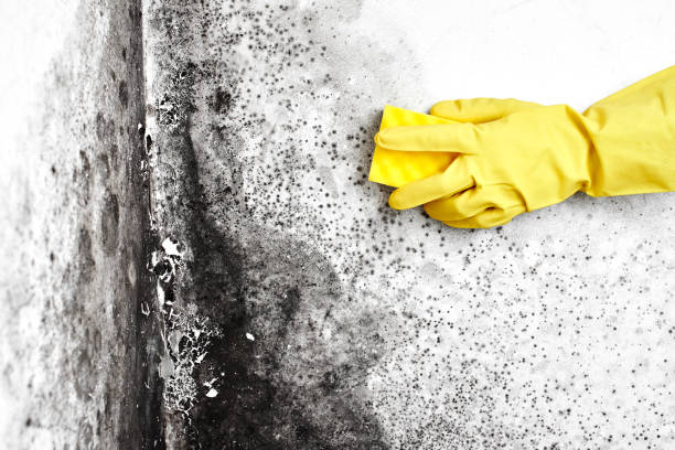Best Toxic Mold Removal  in Katonah, NY