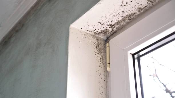 Best Home Mold Removal  in Katonah, NY