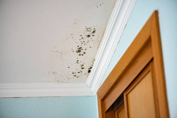 Best Office Mold Removal Services  in Katonah, NY