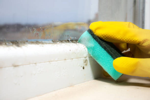 Best Mold Removal Process  in Katonah, NY