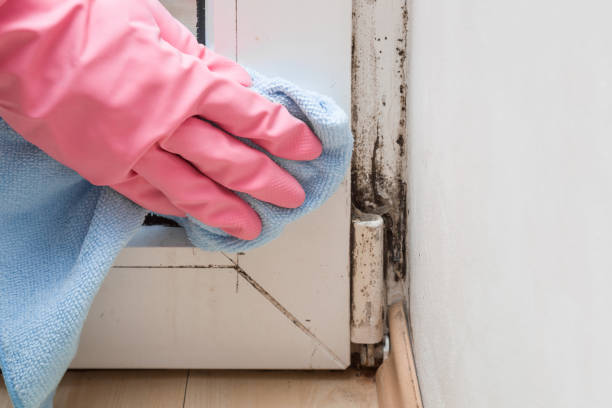 Best Mold Remediation  in Katonah, NY