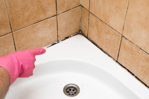 Best Residential Mold Removal  in Katonah, NY